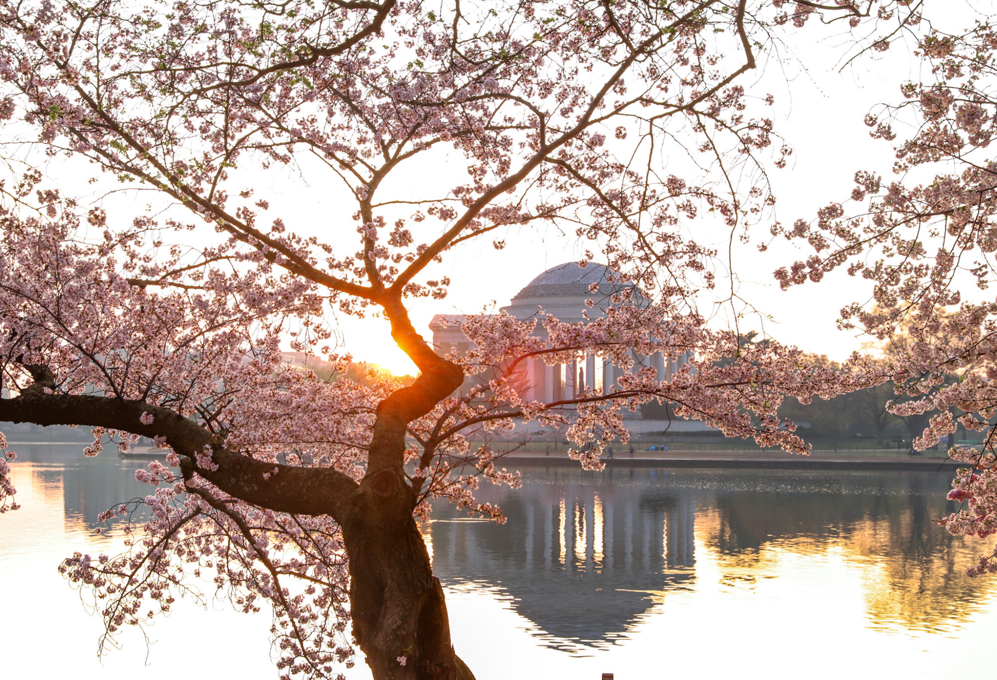 Washington DC Cherry Blossom Festival at the Tidal Basin at Sunrise