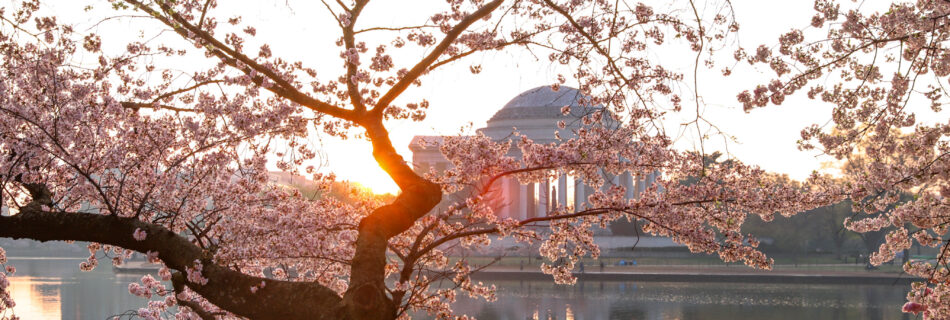 Washington DC Cherry Blossom Festival at the Tidal Basin at Sunrise