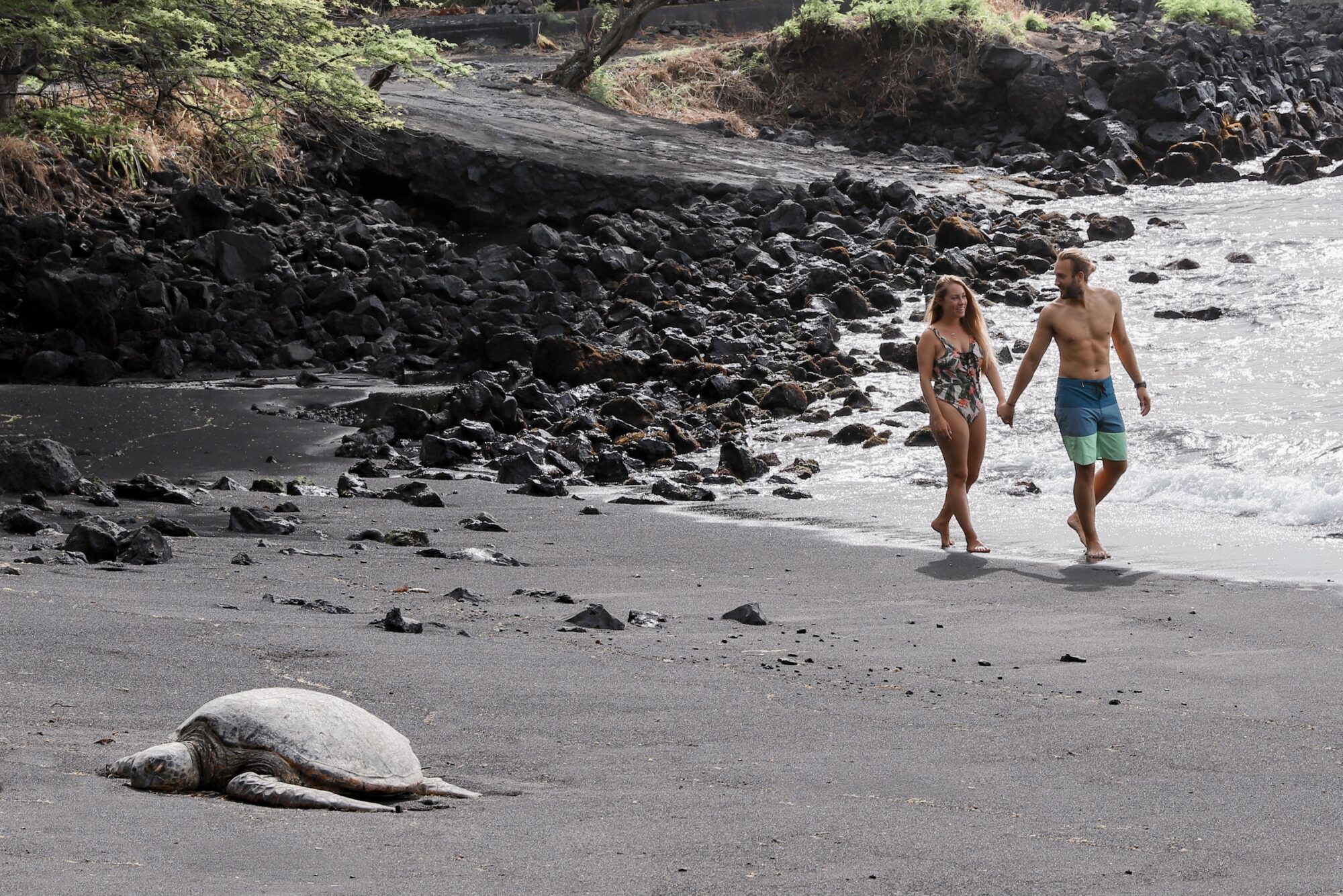 Couple walking on black sand beach with sea turtle in foreground